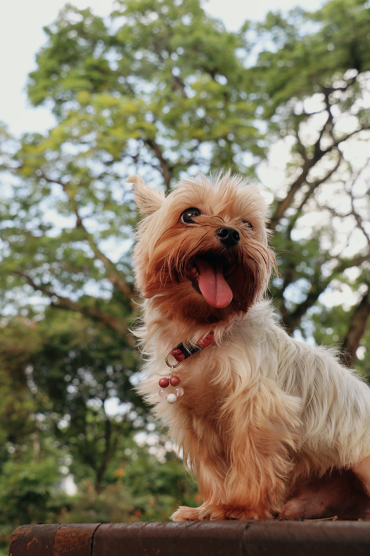 crystal pet charm - love