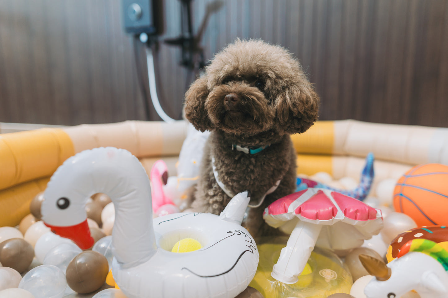 Dogs playing games and enjoying activities at a dog party at a dog-friendly event space at woofworks