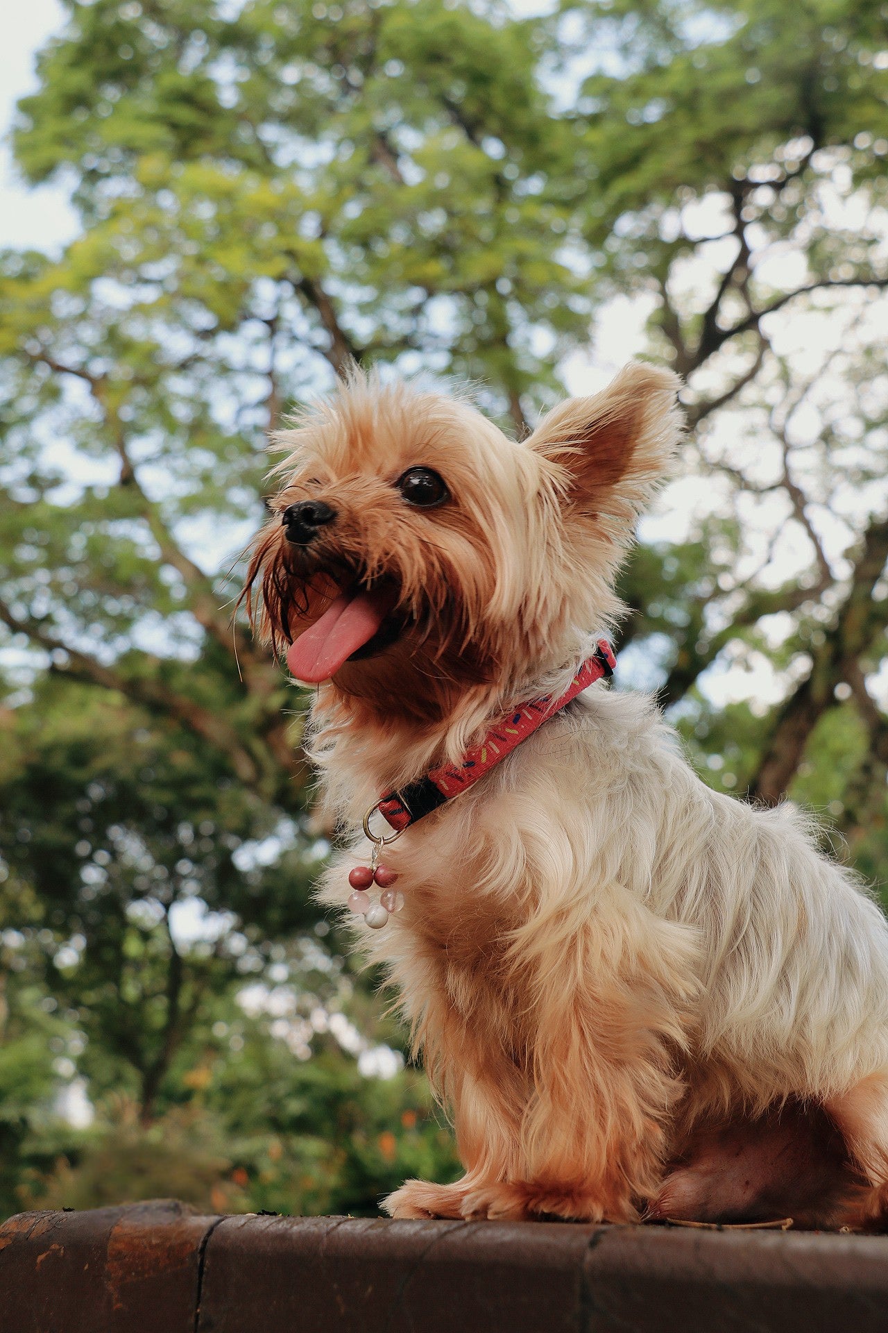 crystal pet charm - love