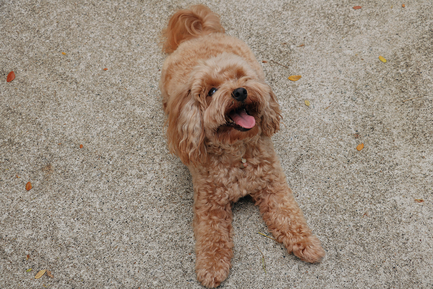 crystal pet charm - joy