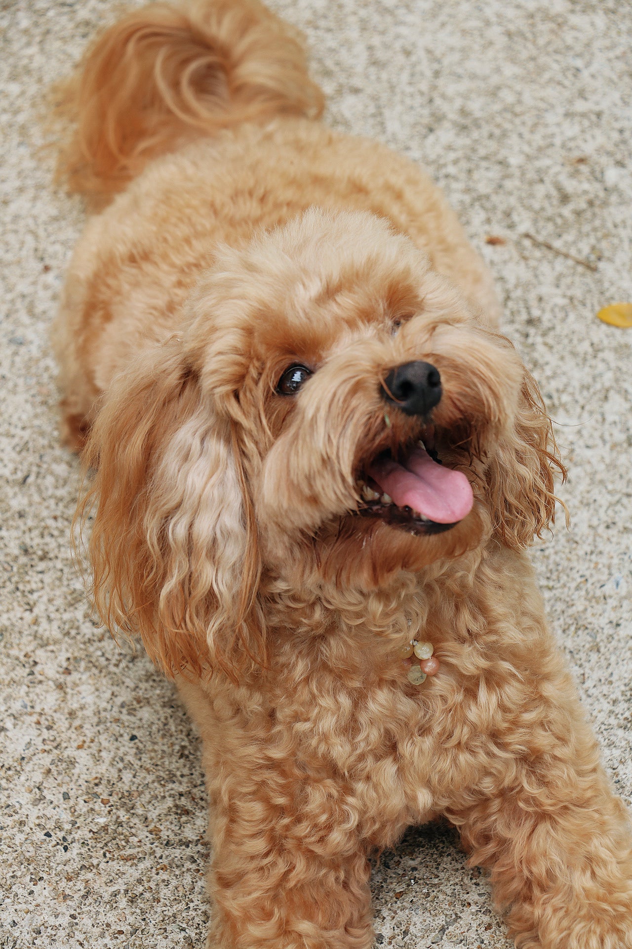 crystal pet charm - joy