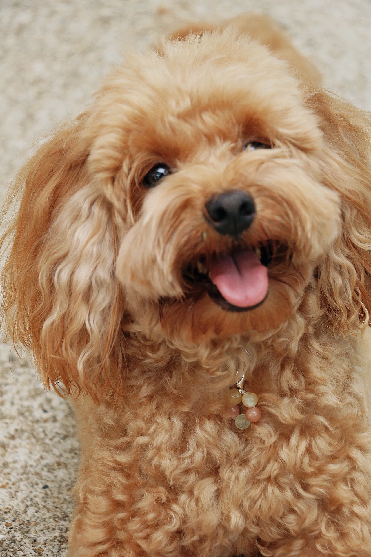 crystal pet charm - joy