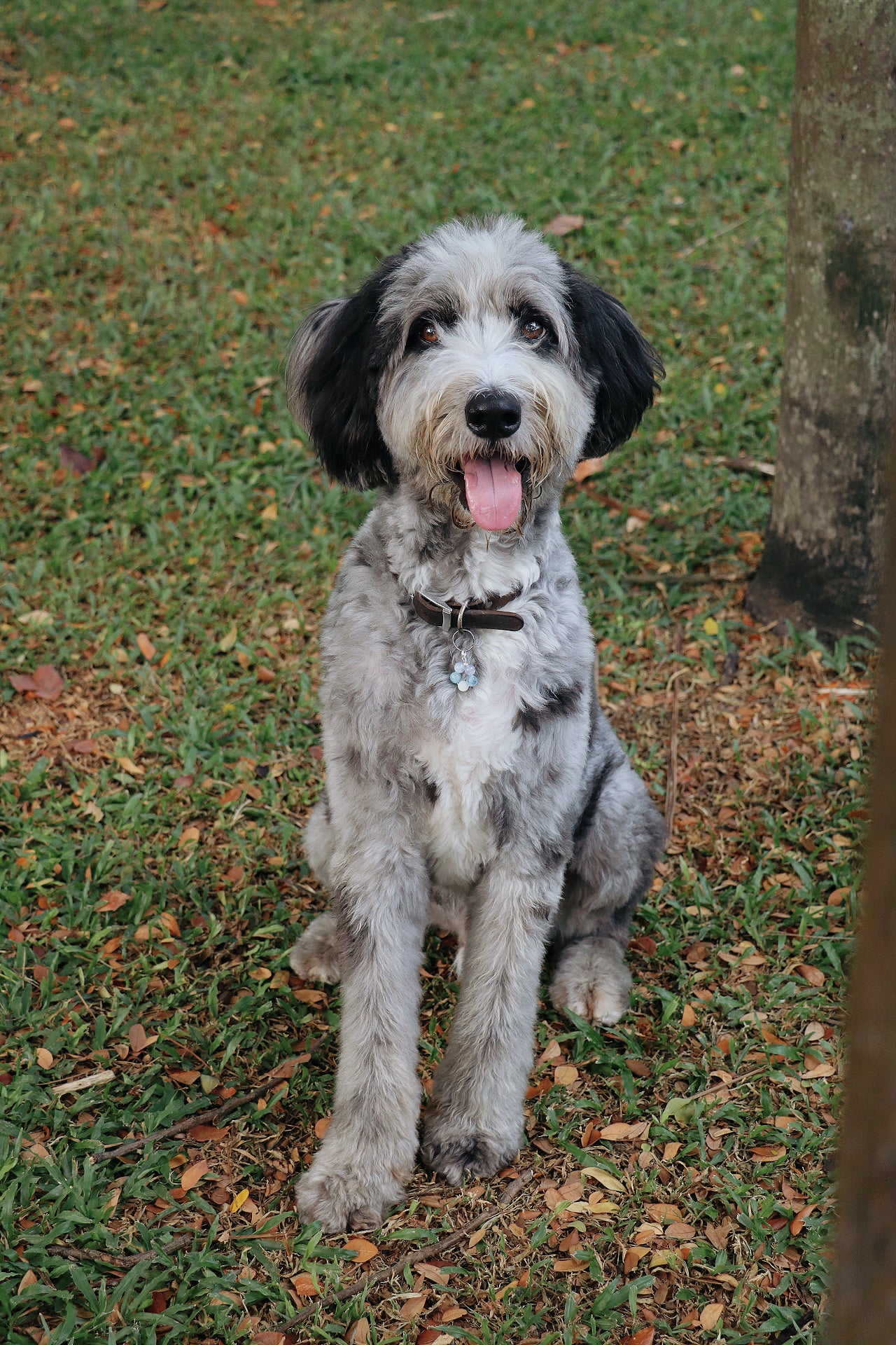 crystal pet charms - tranquility