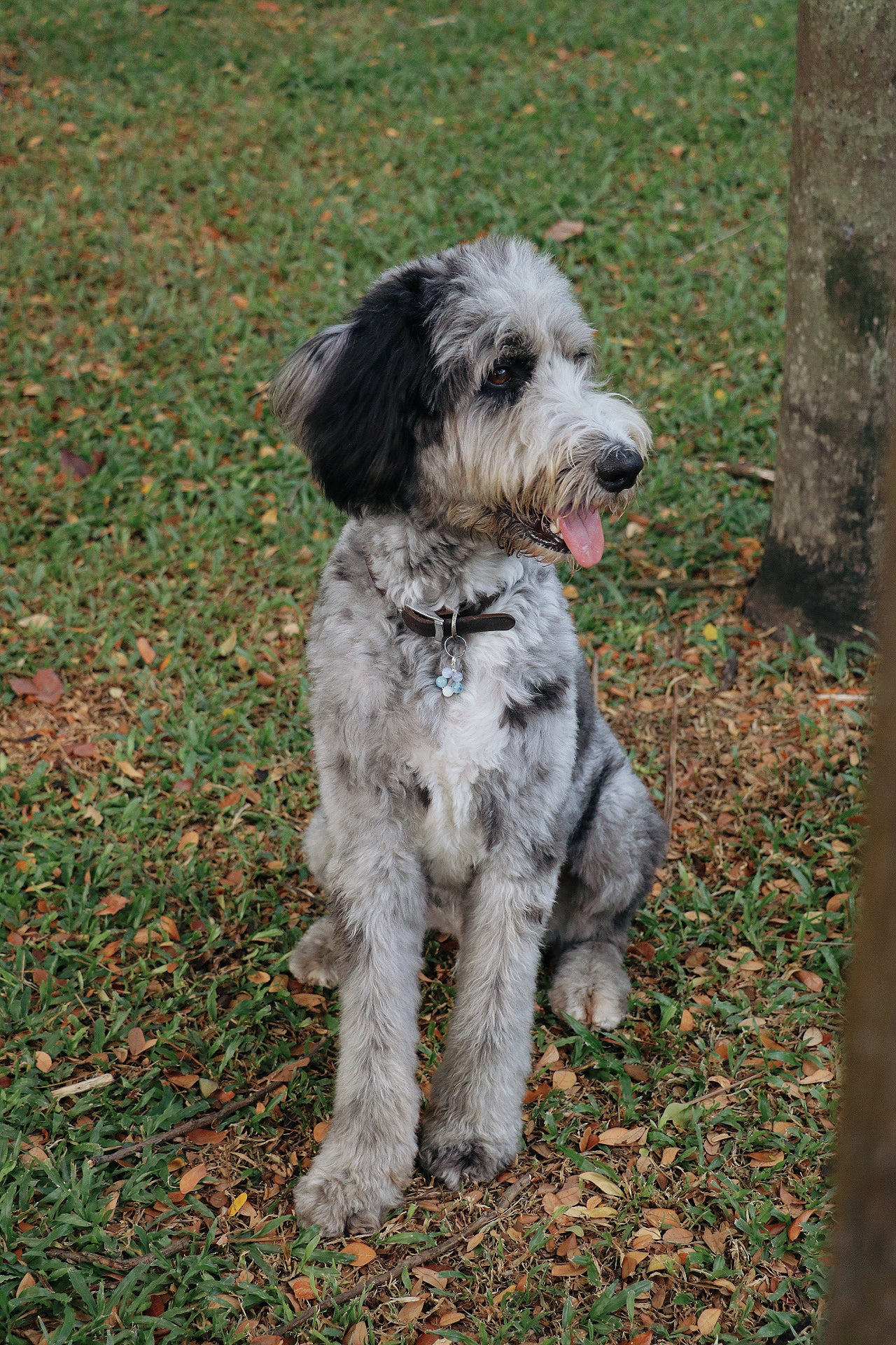 crystal pet charms - tranquility