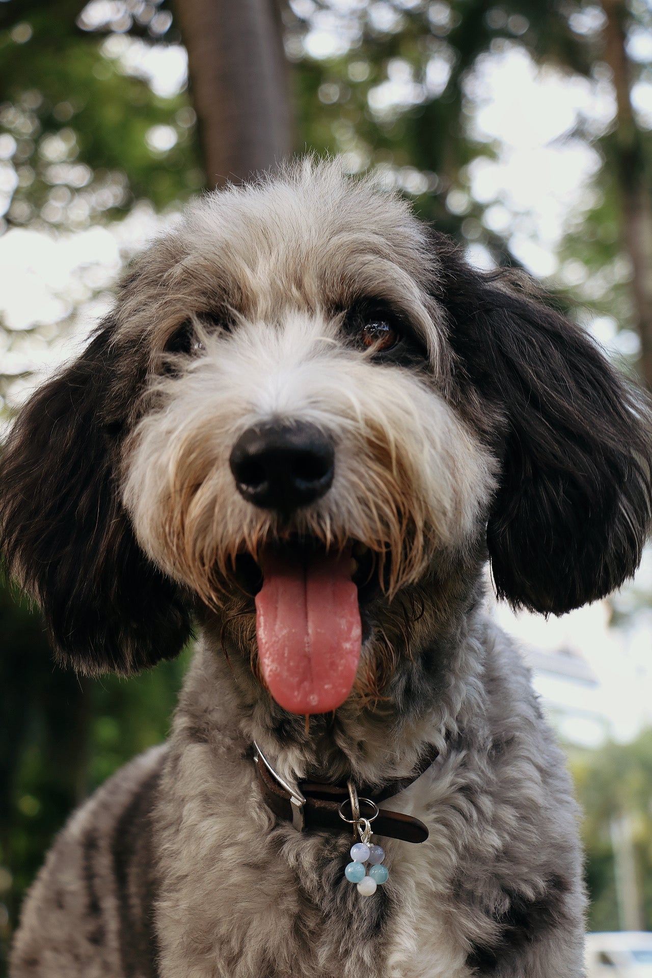 crystal pet charms - tranquility