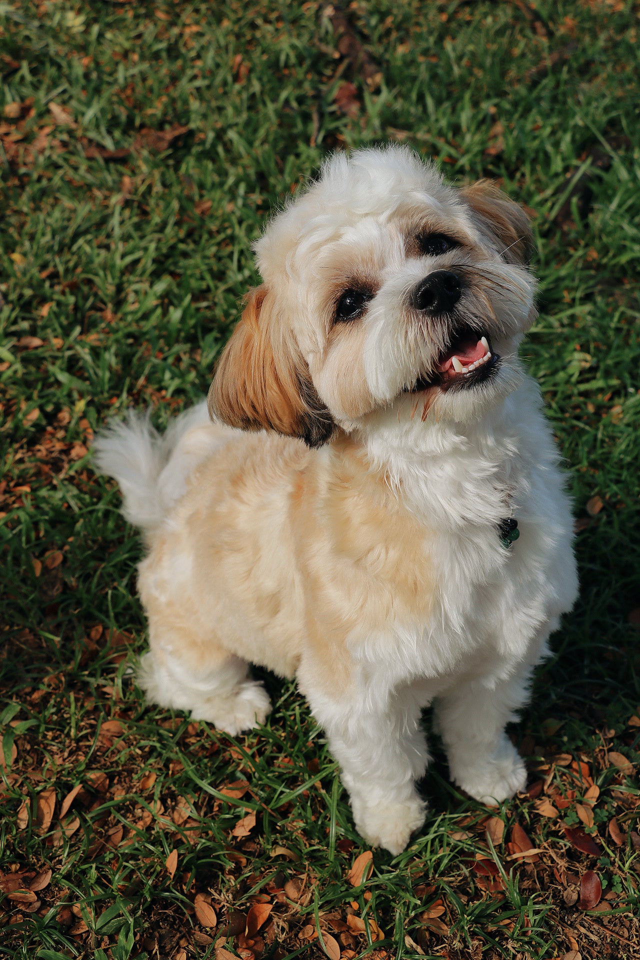 crystal pet charms - health & protection