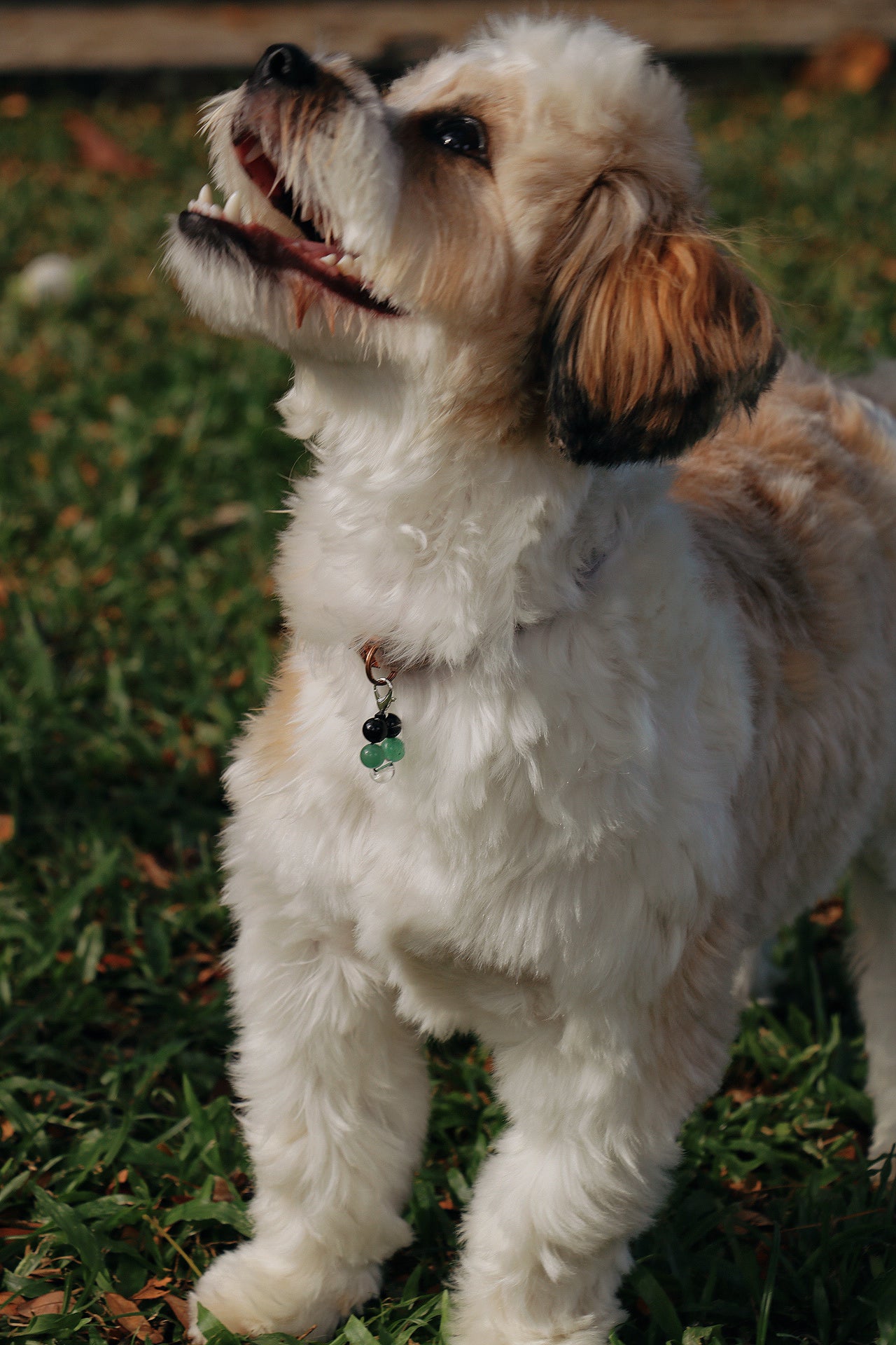 crystal pet charms - health & protection