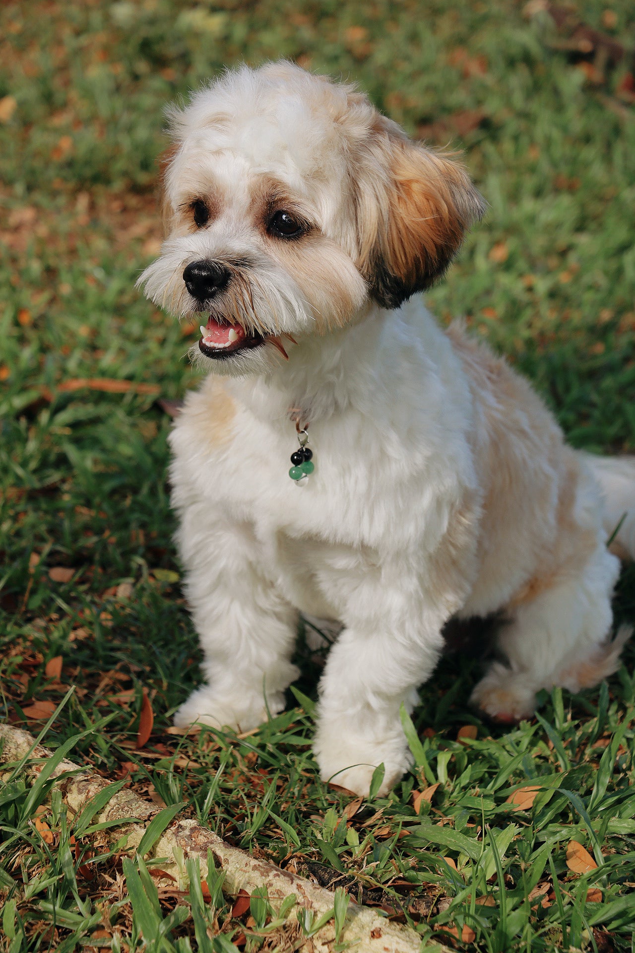 crystal pet charms - health & protection