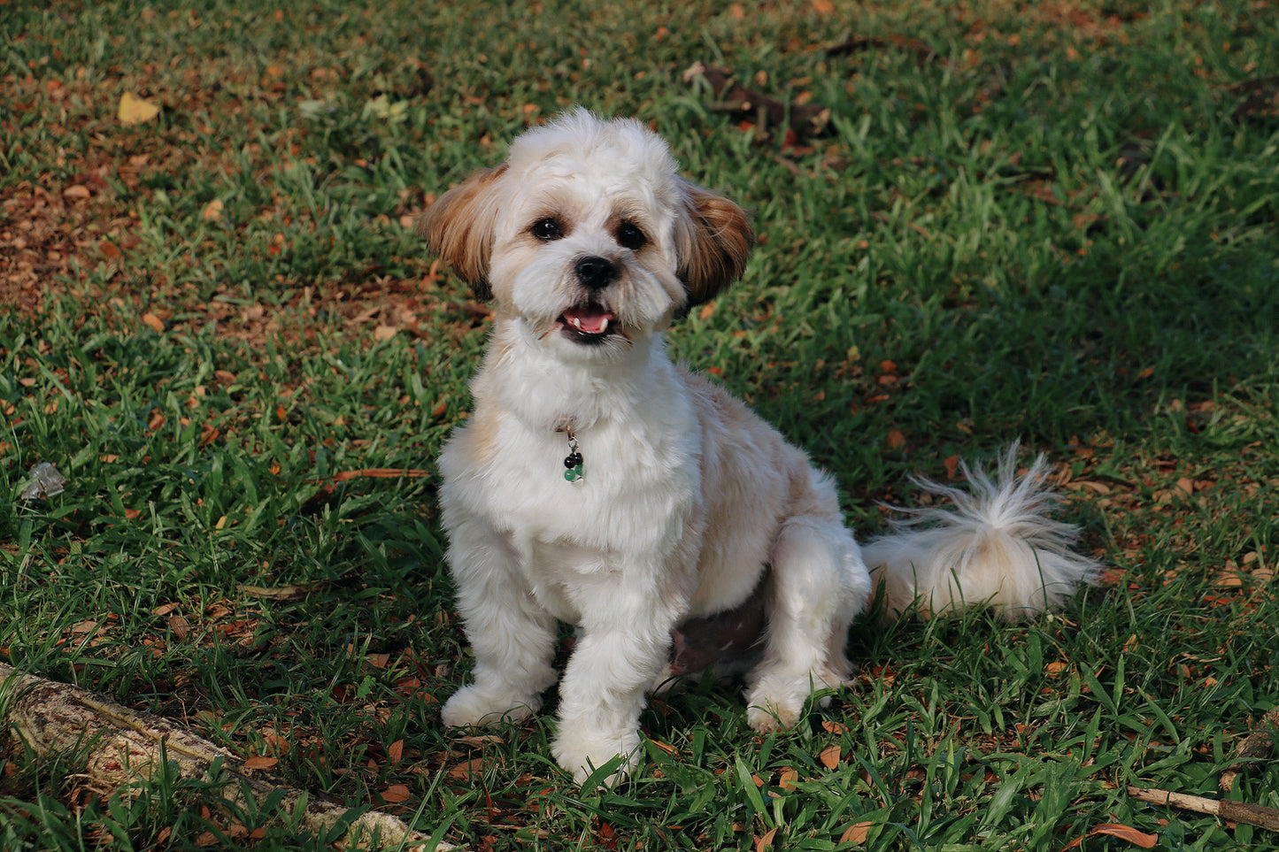 crystal pet charms - health & protection