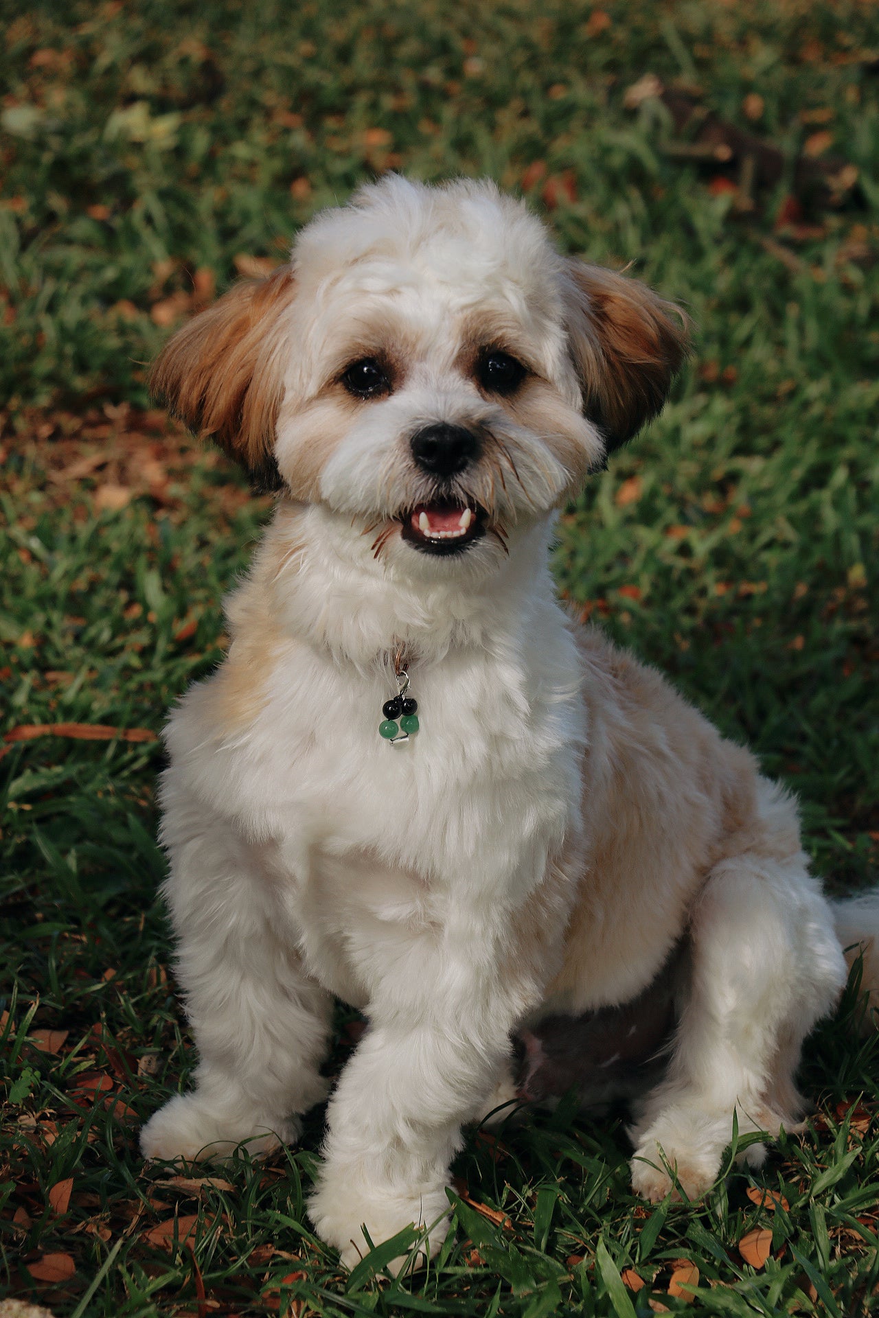 crystal pet charms - health & protection