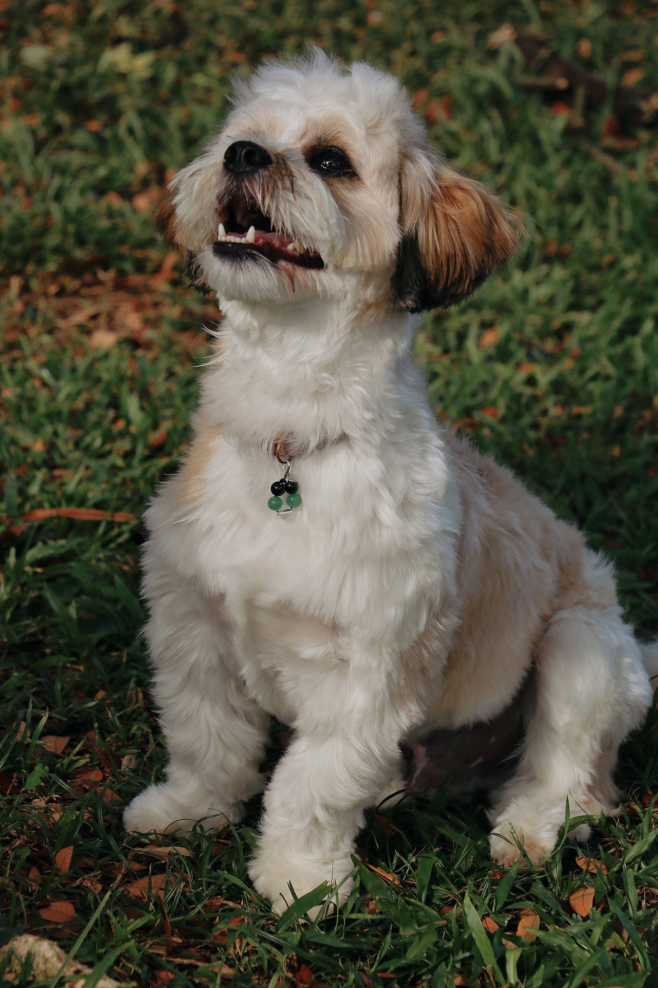 crystal pet charms - health & protection