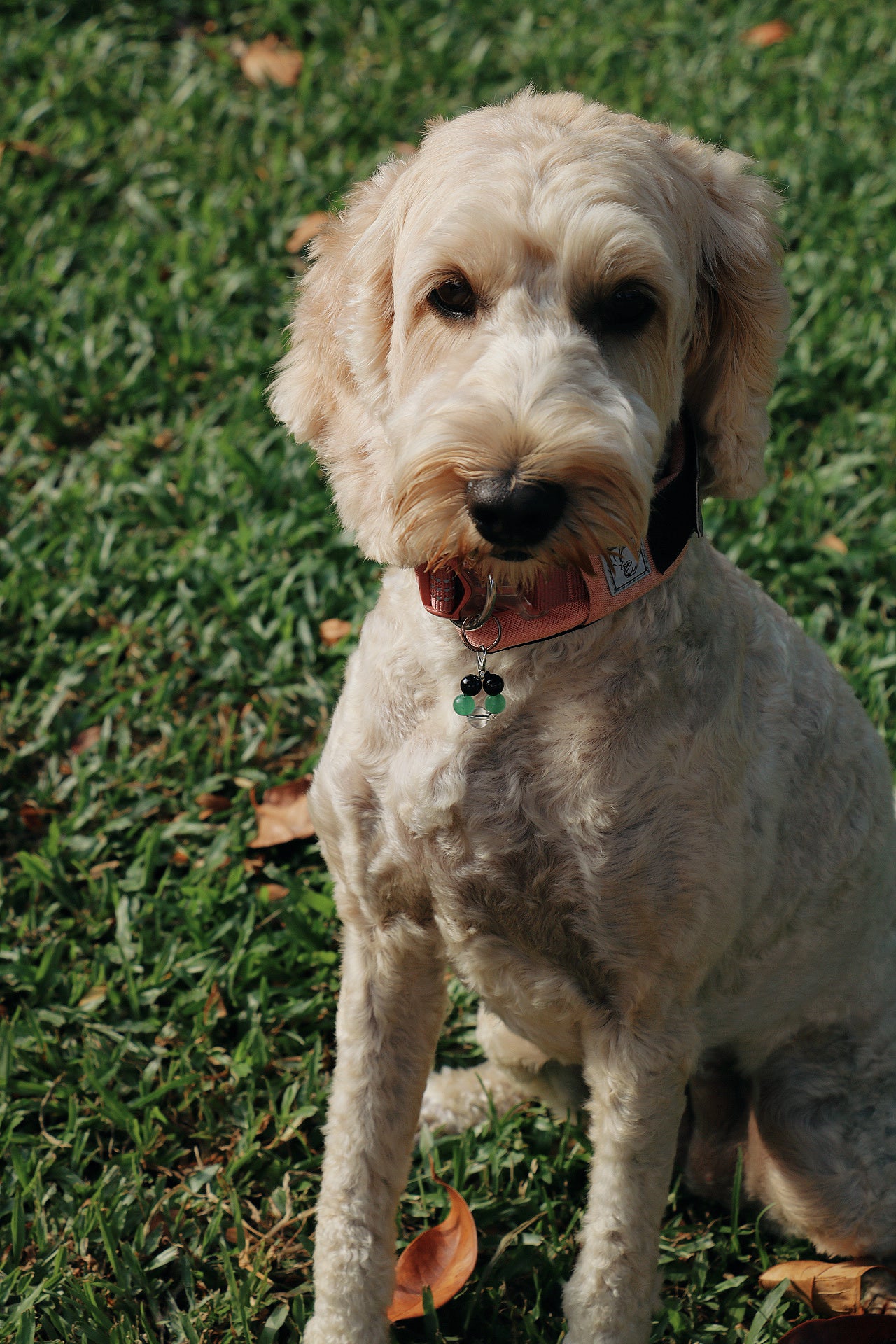 crystal pet charms - health & protection