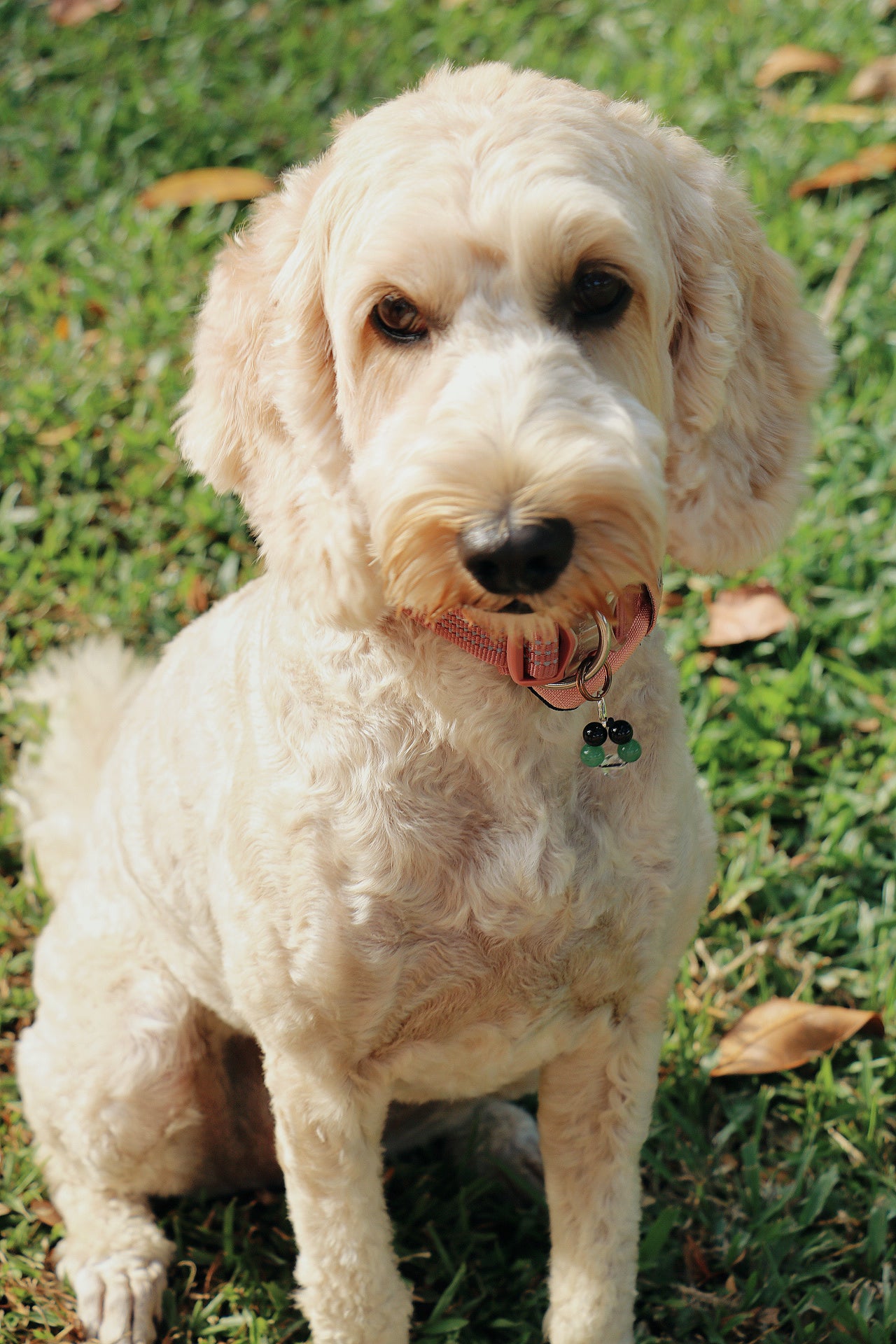 crystal pet charms - health & protection