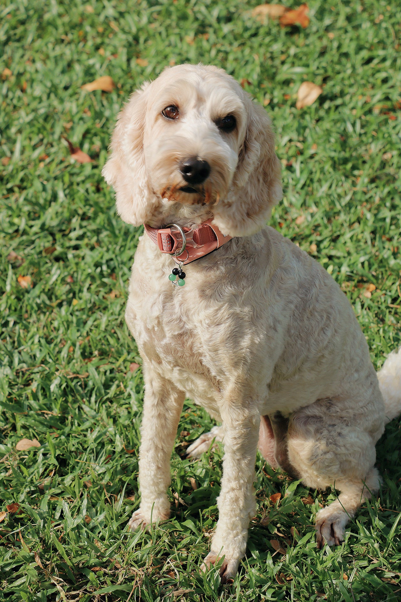 crystal pet charms - health & protection