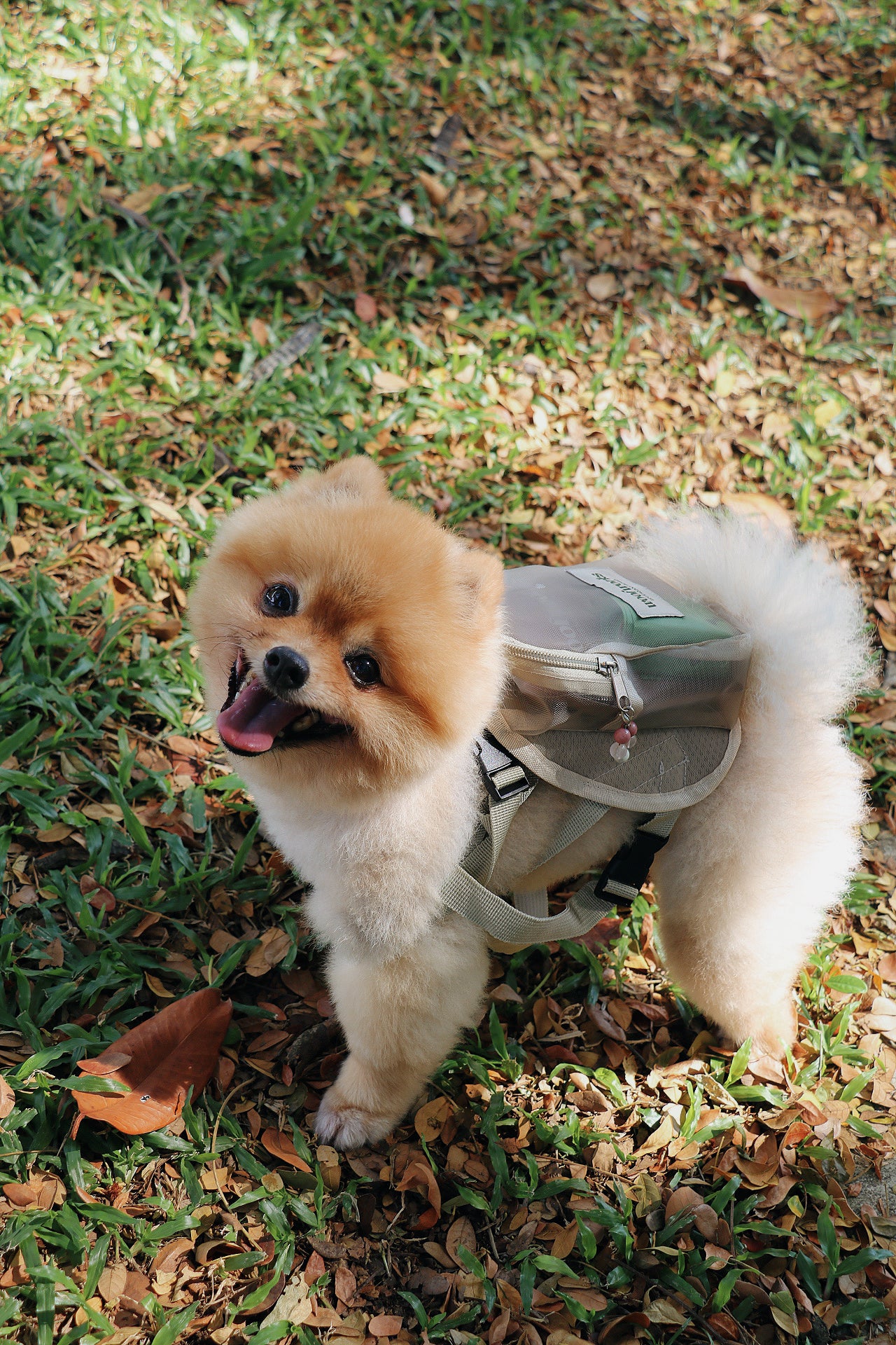 pet barkpack