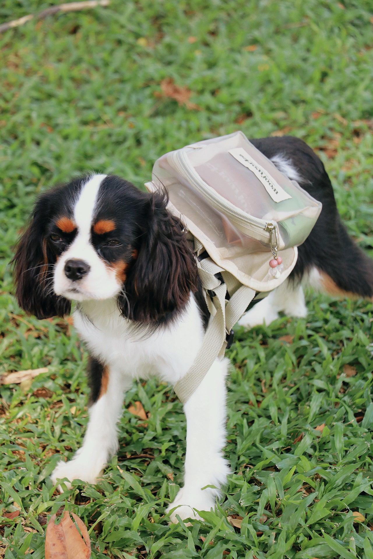 pet barkpack