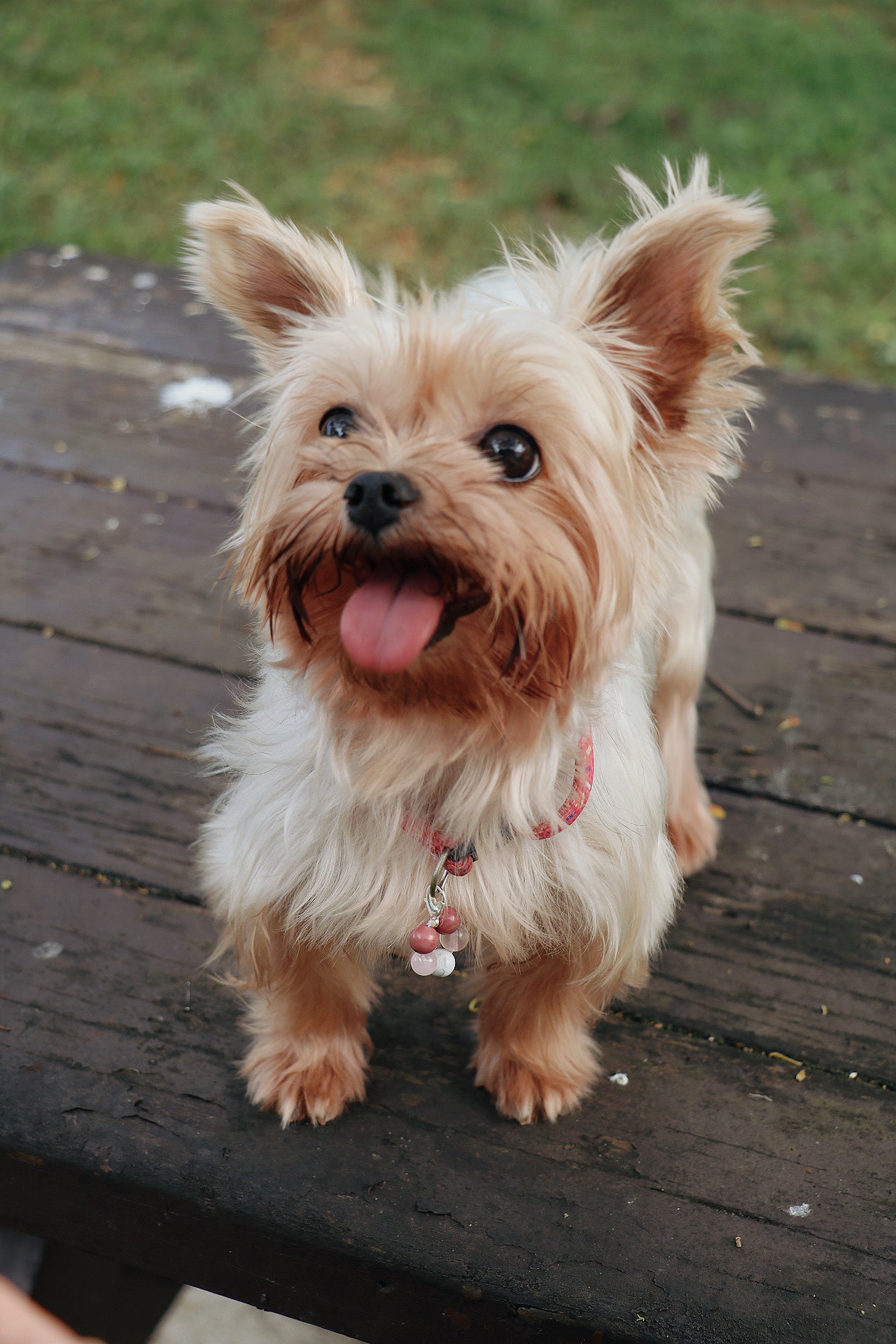 crystal pet charm - love