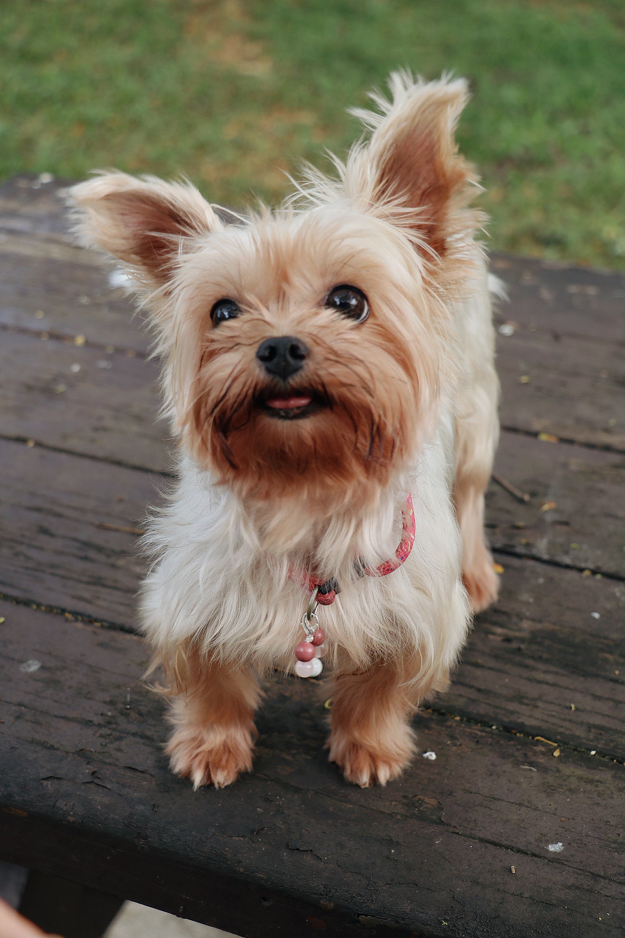 crystal pet charm - love