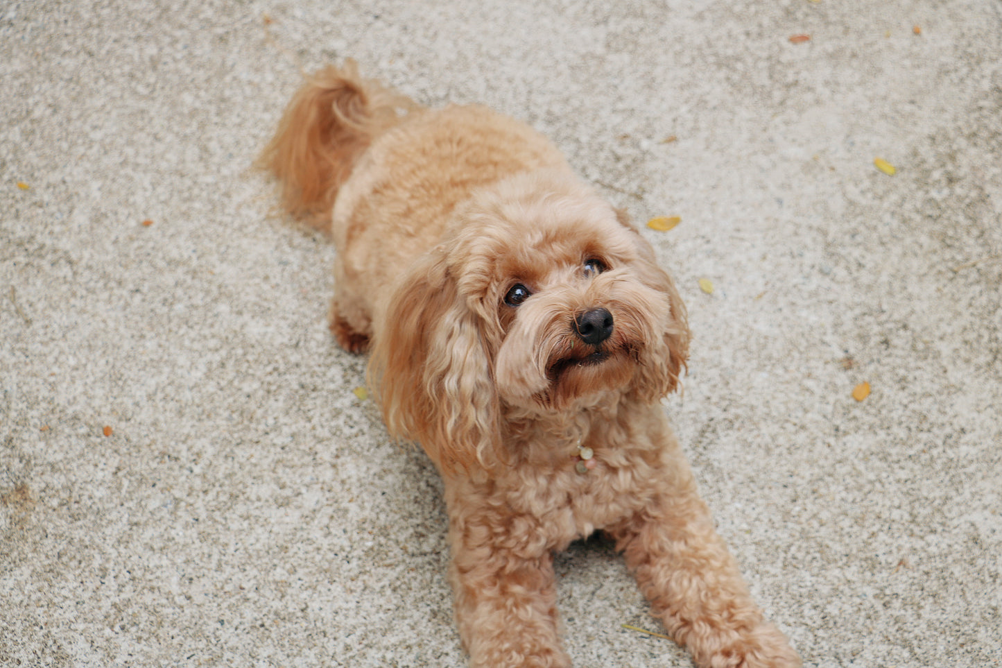 crystal pet charm - joy