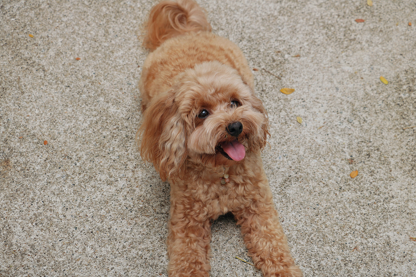 crystal pet charm - joy