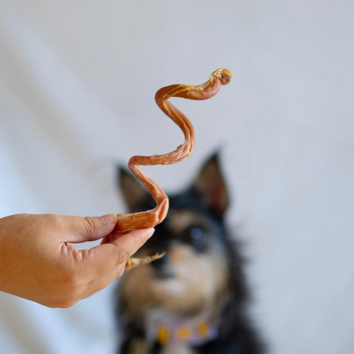 Knine Culture - Lamb Pizzle