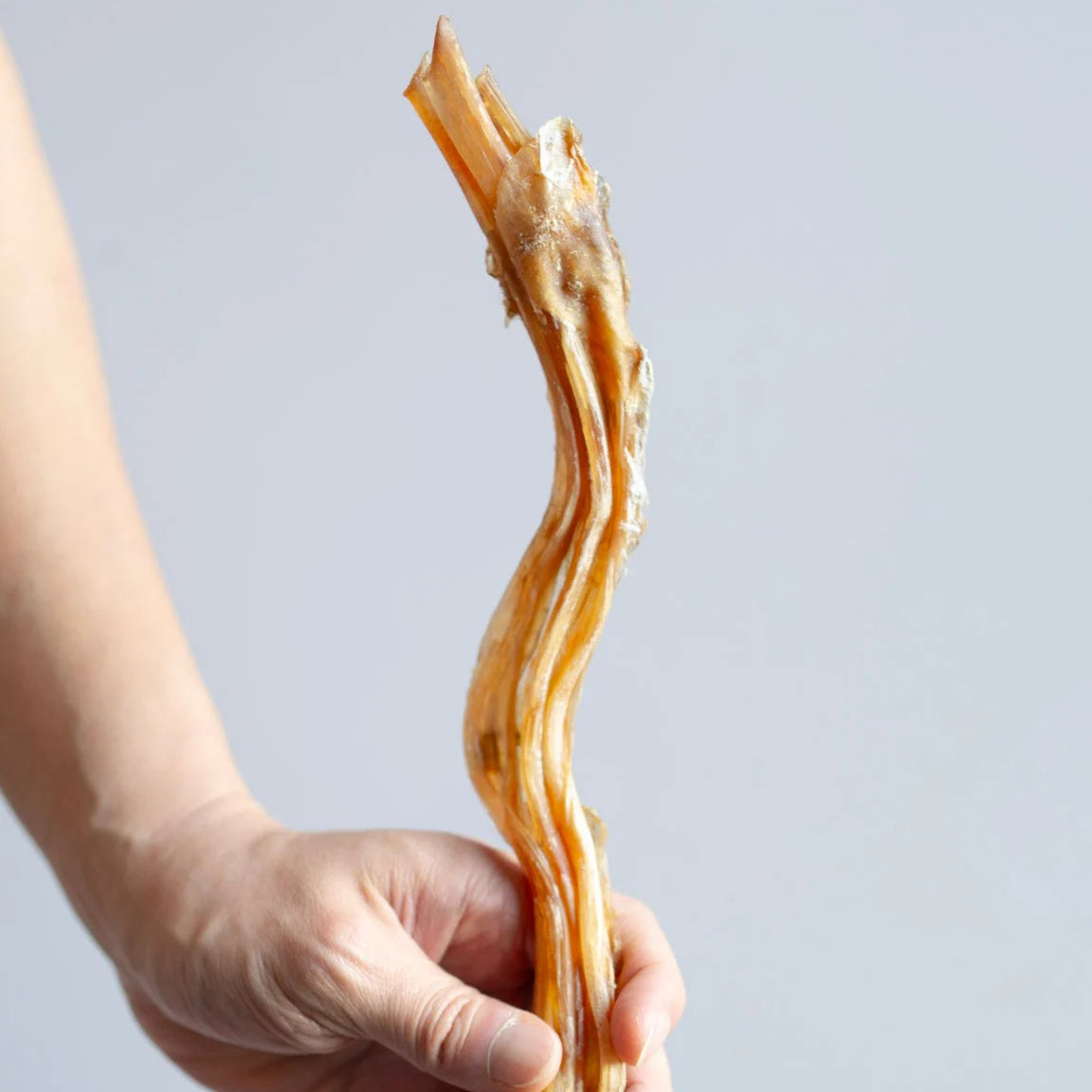Knine Culture - Ostrich Long Tendon