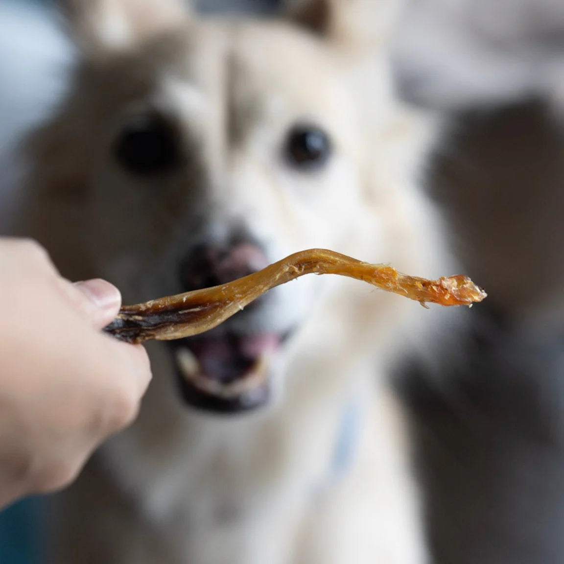 Knine Culture - Ostrich Short Tendon