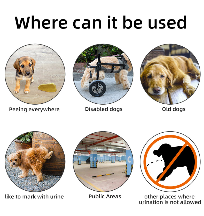 Dog Pee Pants