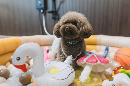 Dogs playing games and enjoying activities at a dog party at a dog-friendly event space at woofworks