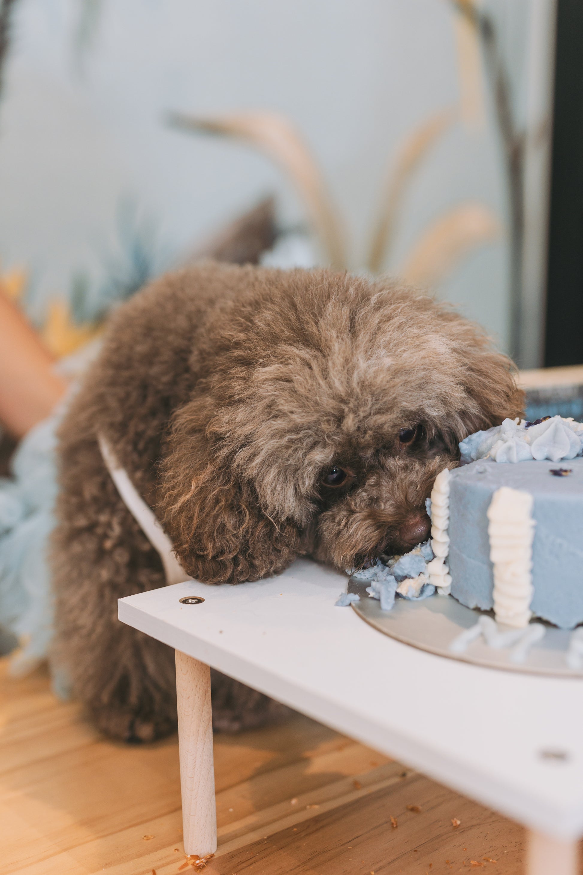 birthday dog enjoying birthday cake at dog pawty at dog-friendly event space at woofworks