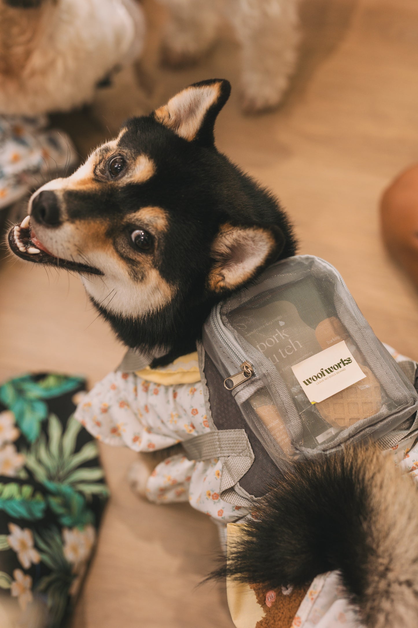 Happy dogs with presents at a dog-friendly event space at woofworks