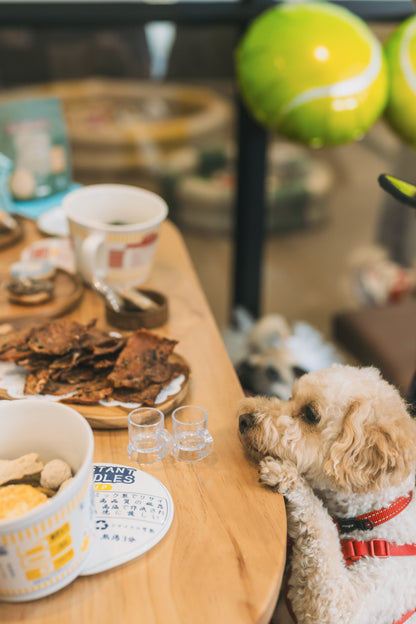 greedy dog at treats table at a dog party at dog-friendly event space