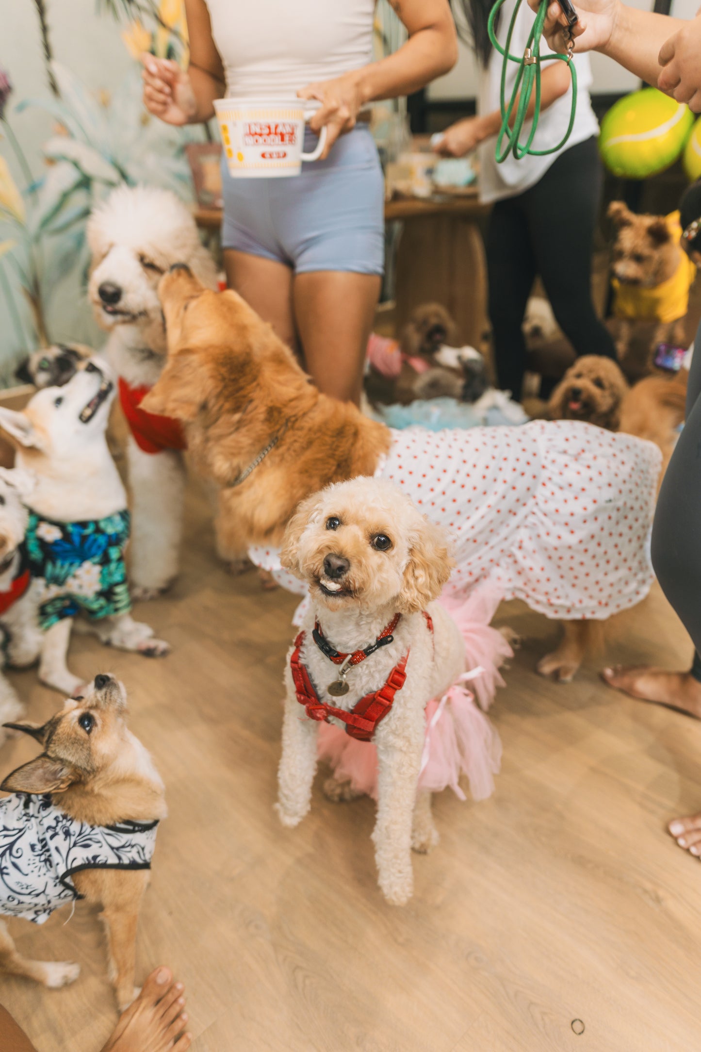 dog-friendly event space for pets and owners