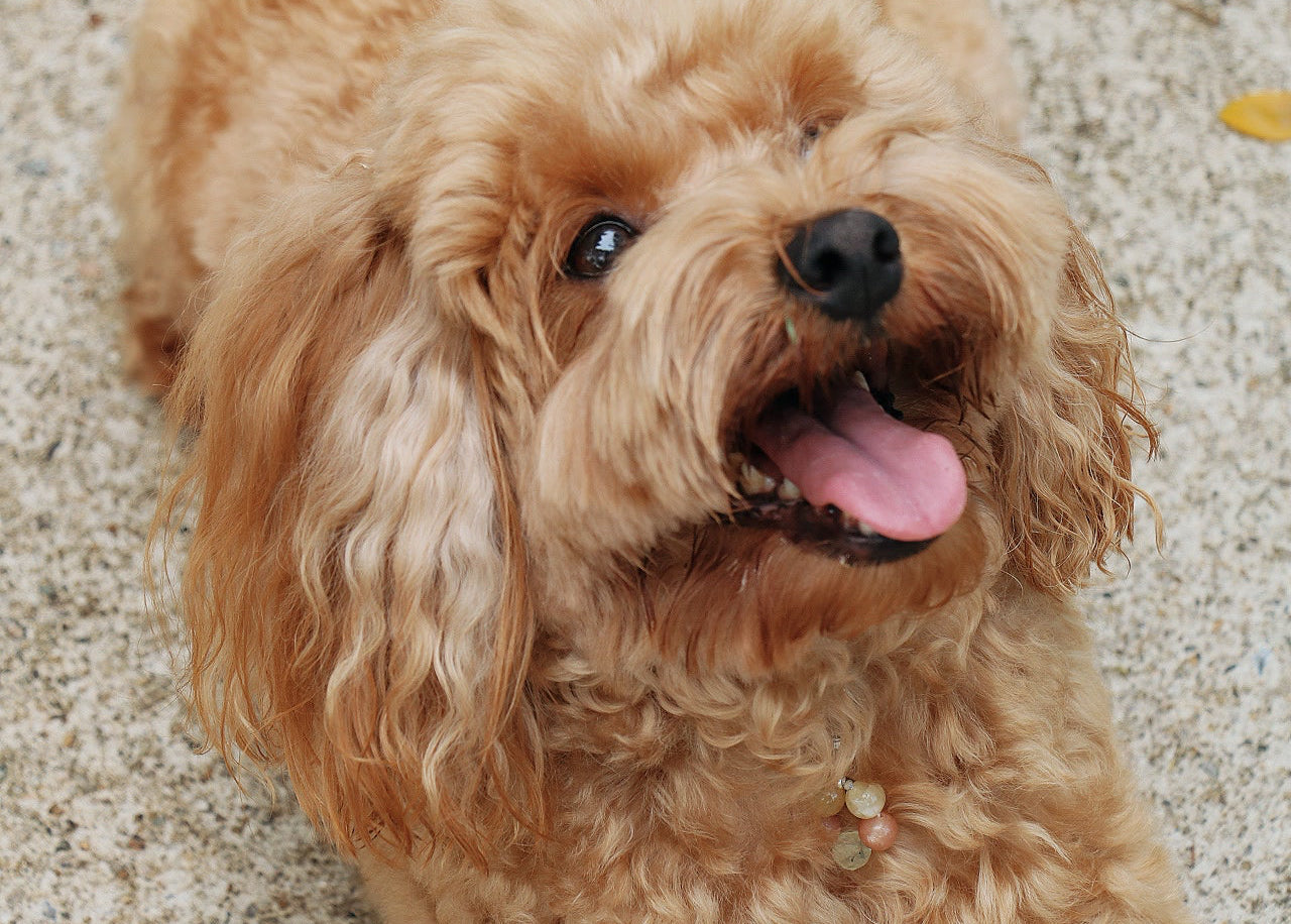woofworks reiki-activated pet charm - joy-2